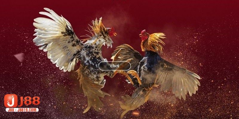 Tham gia cược đá gà online chỉ từ 20K