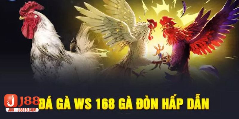 Đá gà J88 là đối tác lớn của sảnh WS168