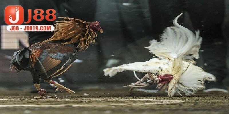 Một số lưu ý trong mẹo cược đá gà J88 giúp quá trình cá cược trọn vẹn