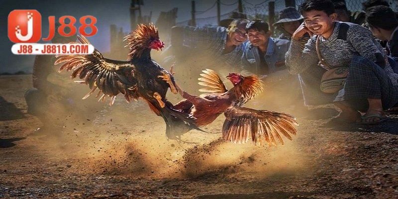Lý do hội viên nên biết về chuyên mục mẹo cược đá gà J88 